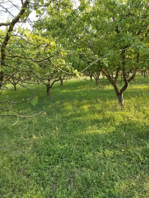 20 sot Torpaq Satılır, Quba — Quba
