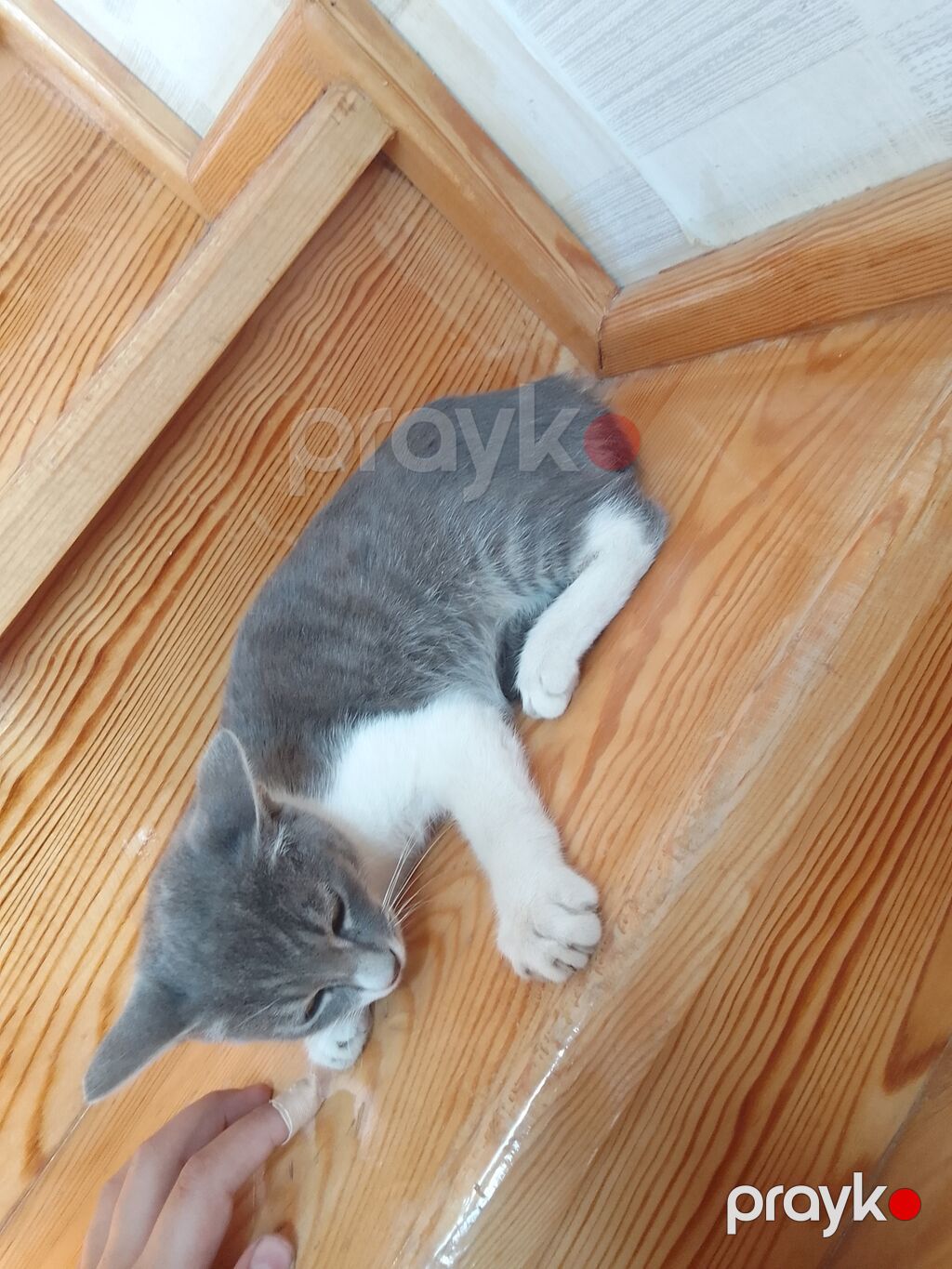 Tabbi, Yaxşı əllərə — Pişiklər, Masazır (2)