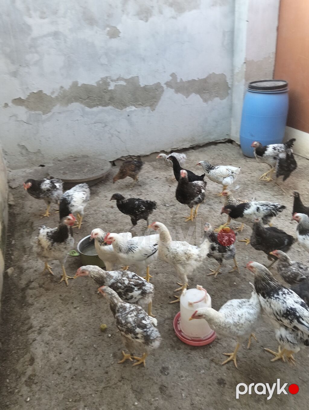 Xarkov sortu və serbiris sort var real alıcıya endirim olacaq — Toyuq və xoruz, Bakı (2)