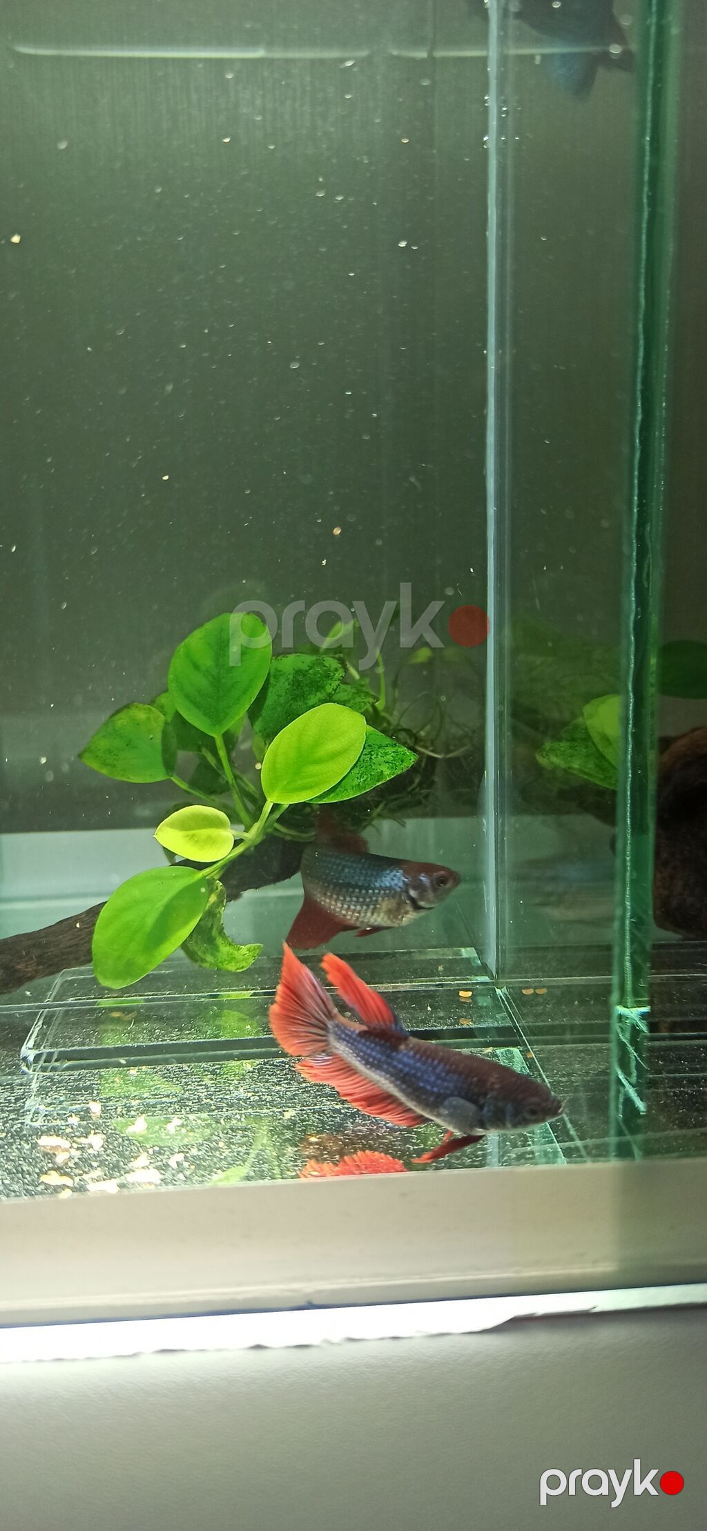 Betta (Petuşok balığı), Sülhsevər — Akvariumlar və balıqlar, Bakı (9)