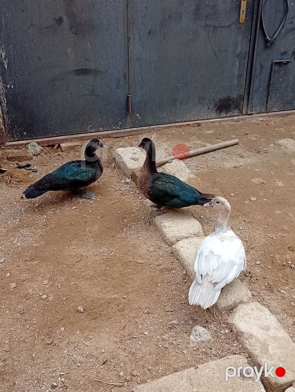 Hamısı lal ördəklərdi 7 ədəddir. ən az çəki vereni 2 kilodu.hamisi bir — Digərləri, Digah (2)