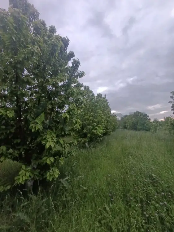 35 sot Torpaq Satılır, Xaçmaz — Torpaq, Xaçmaz (3)