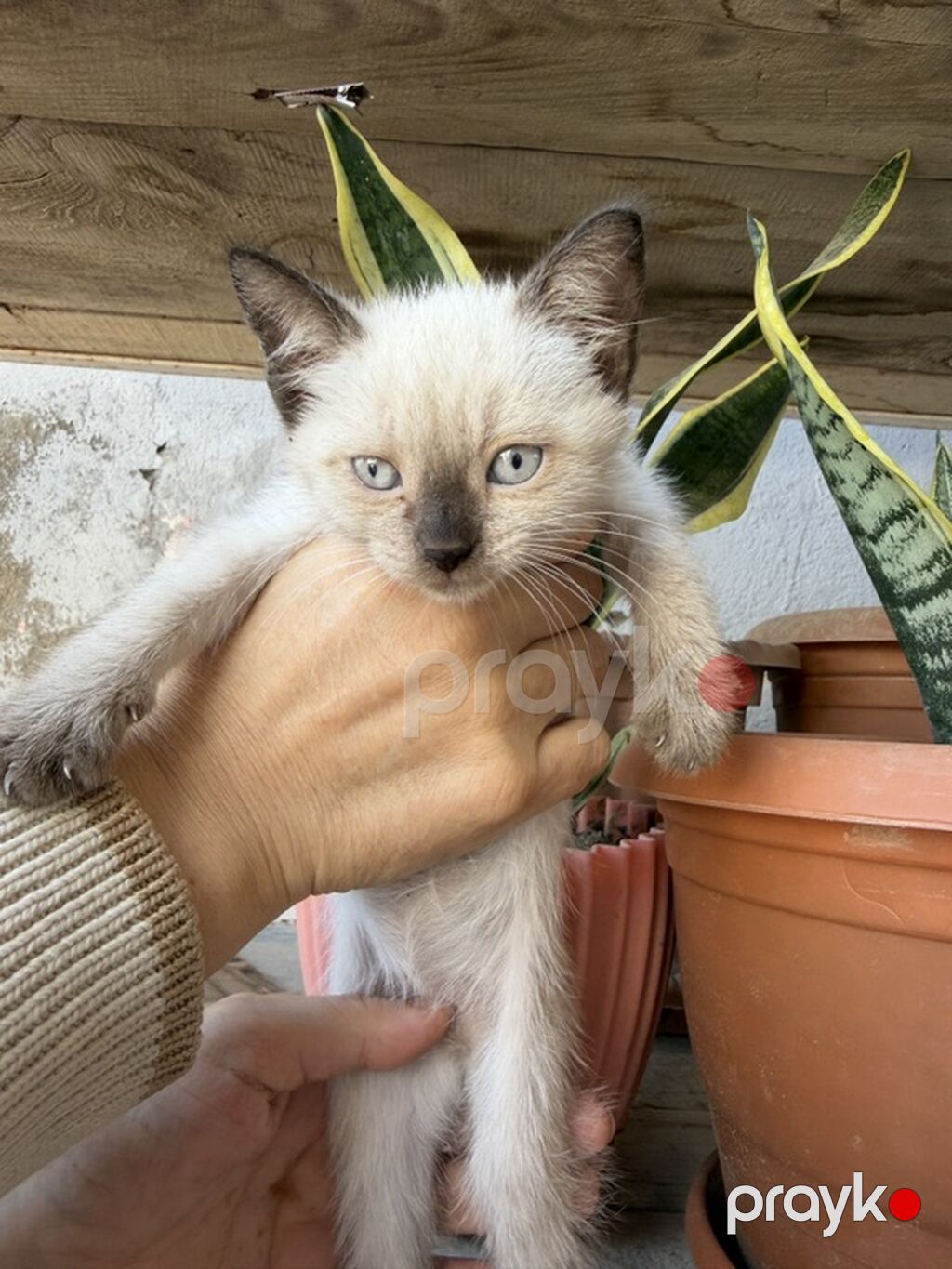 Siam, Erkək, Yaxşı əllərə — Pişiklər, Sumqayıt (10)