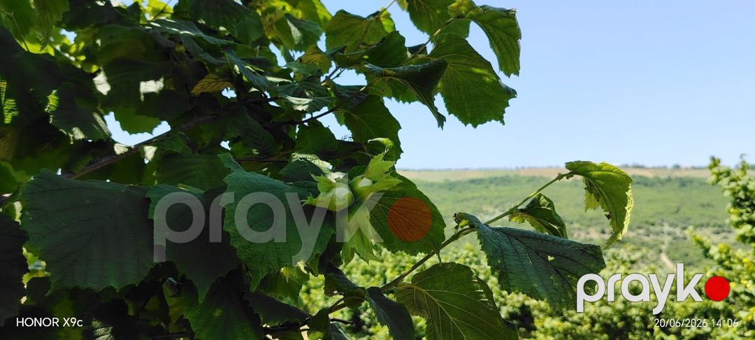 10 sot torpaq sahəsi, Quba r — Torpaq, Quba (4)