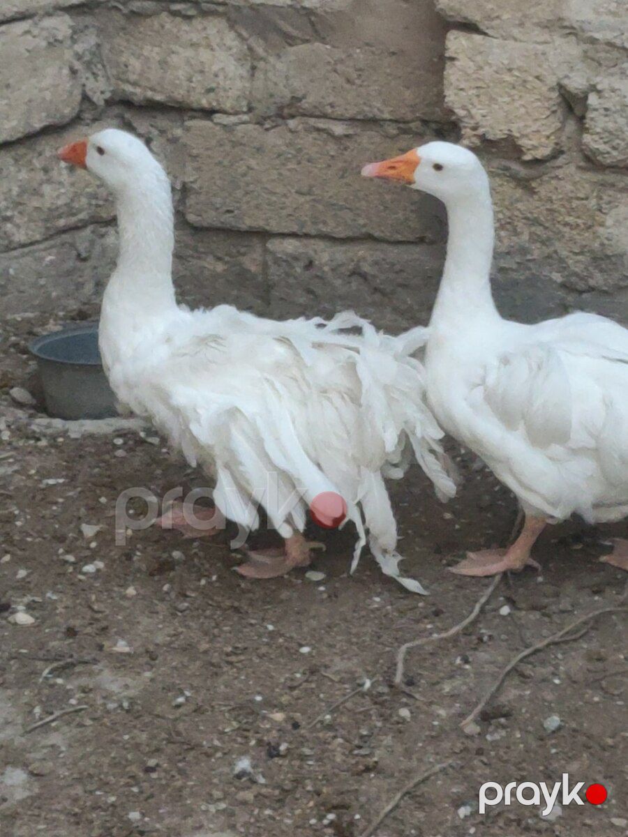 Qazlar — Quşlar, Bakı (5)