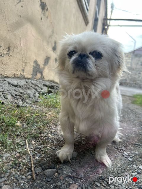 Pekines — Gəncə