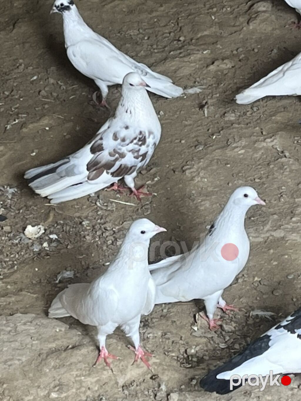 Salam şekilde olan bütün heyvanlar satliq qiymetler ferqlidi hopdum — Göyərçin, Novxanı (5)