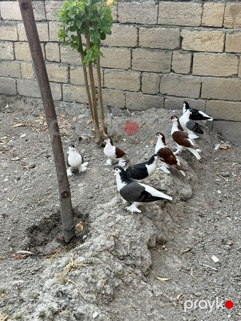 Delfinler ve povlinler satilir ciddi alicilar yazsin elaqe 0504240736 — Göyərçin, Mingəçevir (2)