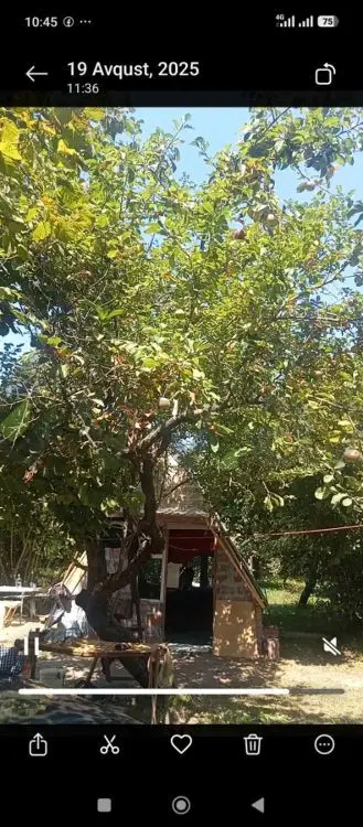 10 sot Torpaq Satılır, Qəbələ — Torpaq, Qəbələ (2)