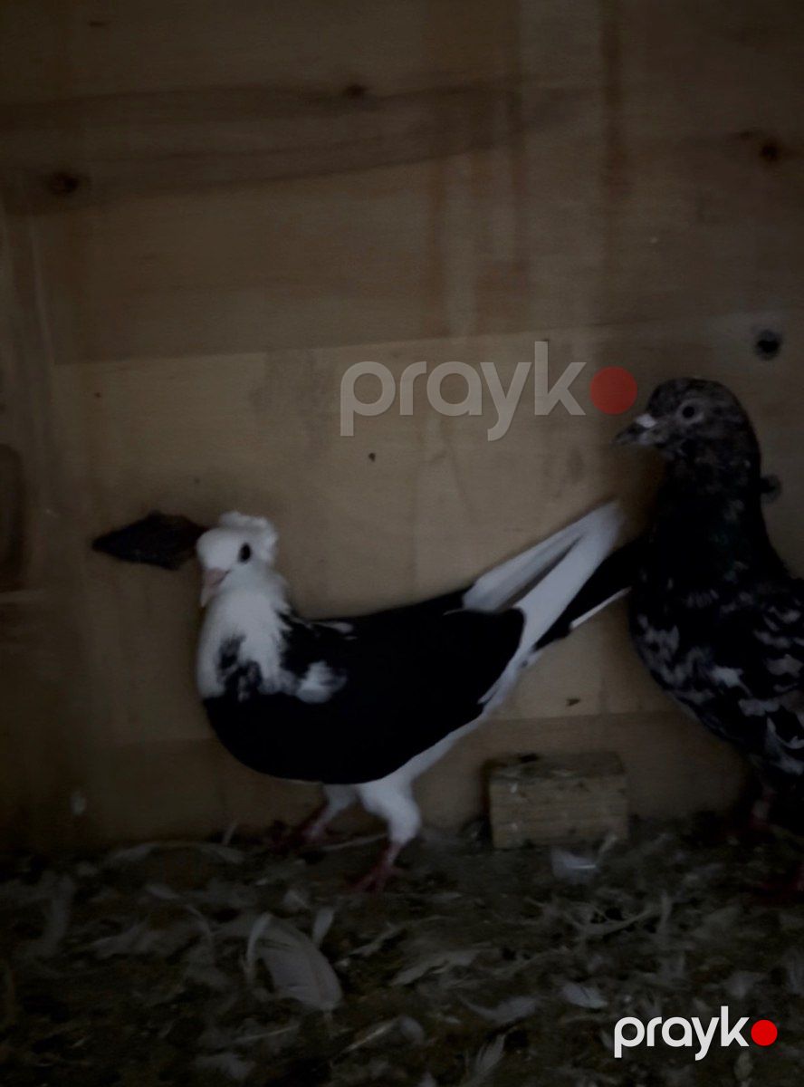 Göyərçinlər — Quşlar, Bakı (5)