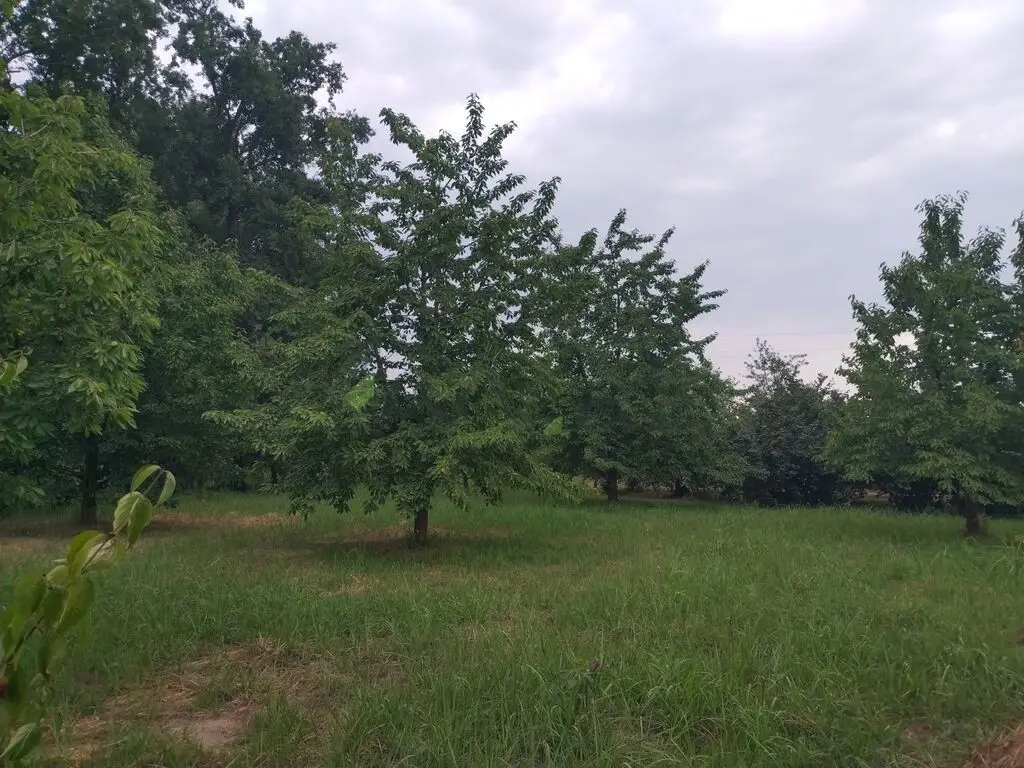10 sot Torpaq Satılır, Xaçmaz — Xaçmaz