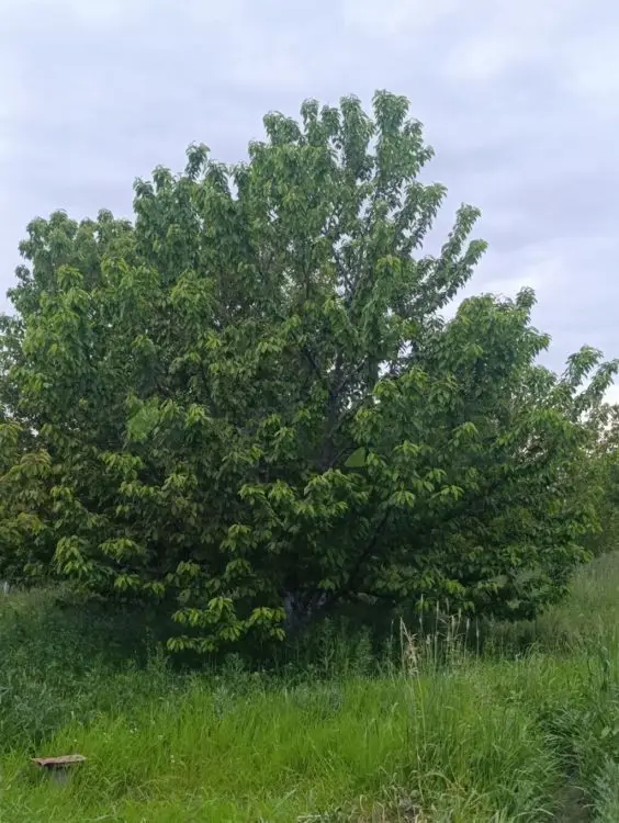 35 sot Torpaq Satılır, Xaçmaz — Torpaq, Xaçmaz (7)
