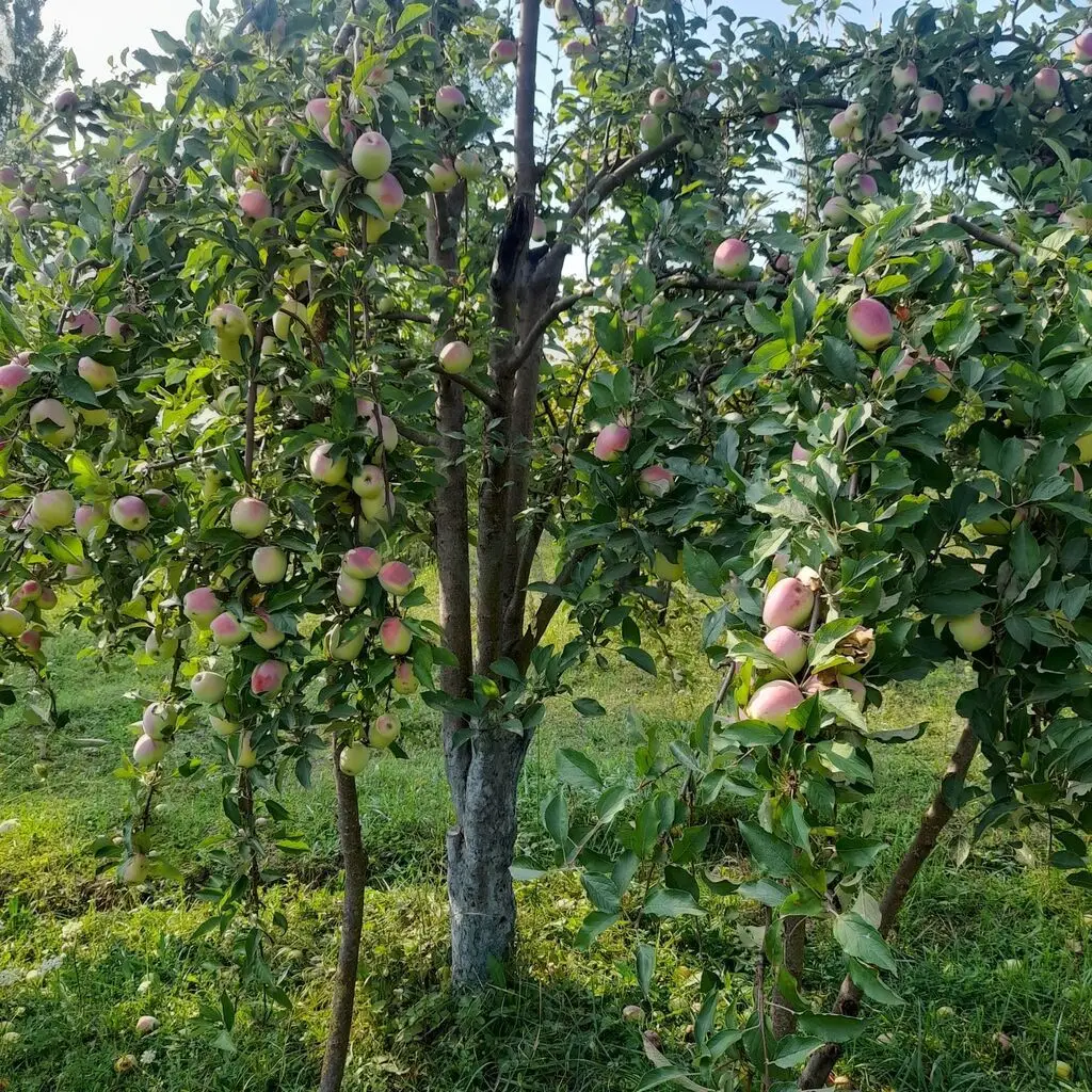 12 sot Torpaq Satılır, Qusar — Torpaq, Qusar (6)