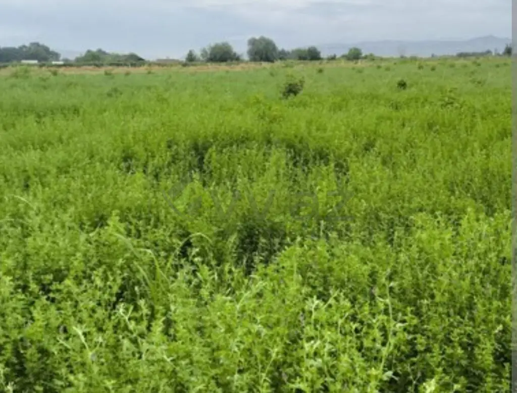 27 sot Torpaq Satılır, Samux — Torpaq, Samux (2)