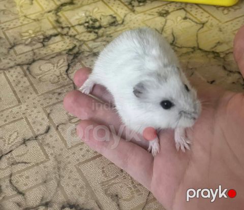 Джунгарик — Bakı