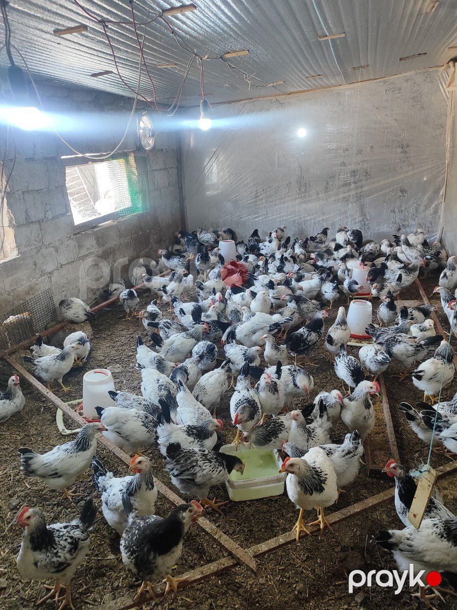 Serebrist cücələri — Quşlar, Bakı (4)