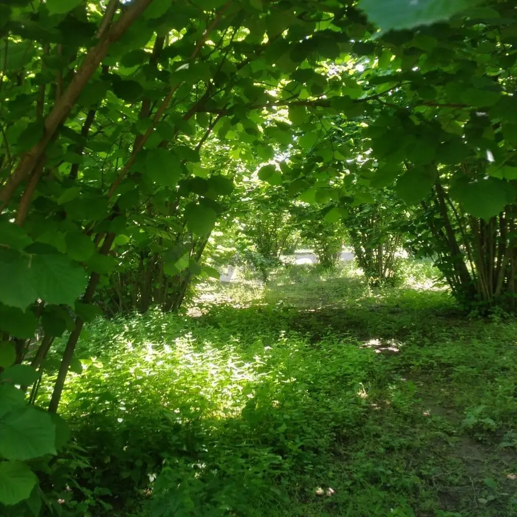 20 sot Torpaq Satılır, Oğuz — Oğuz