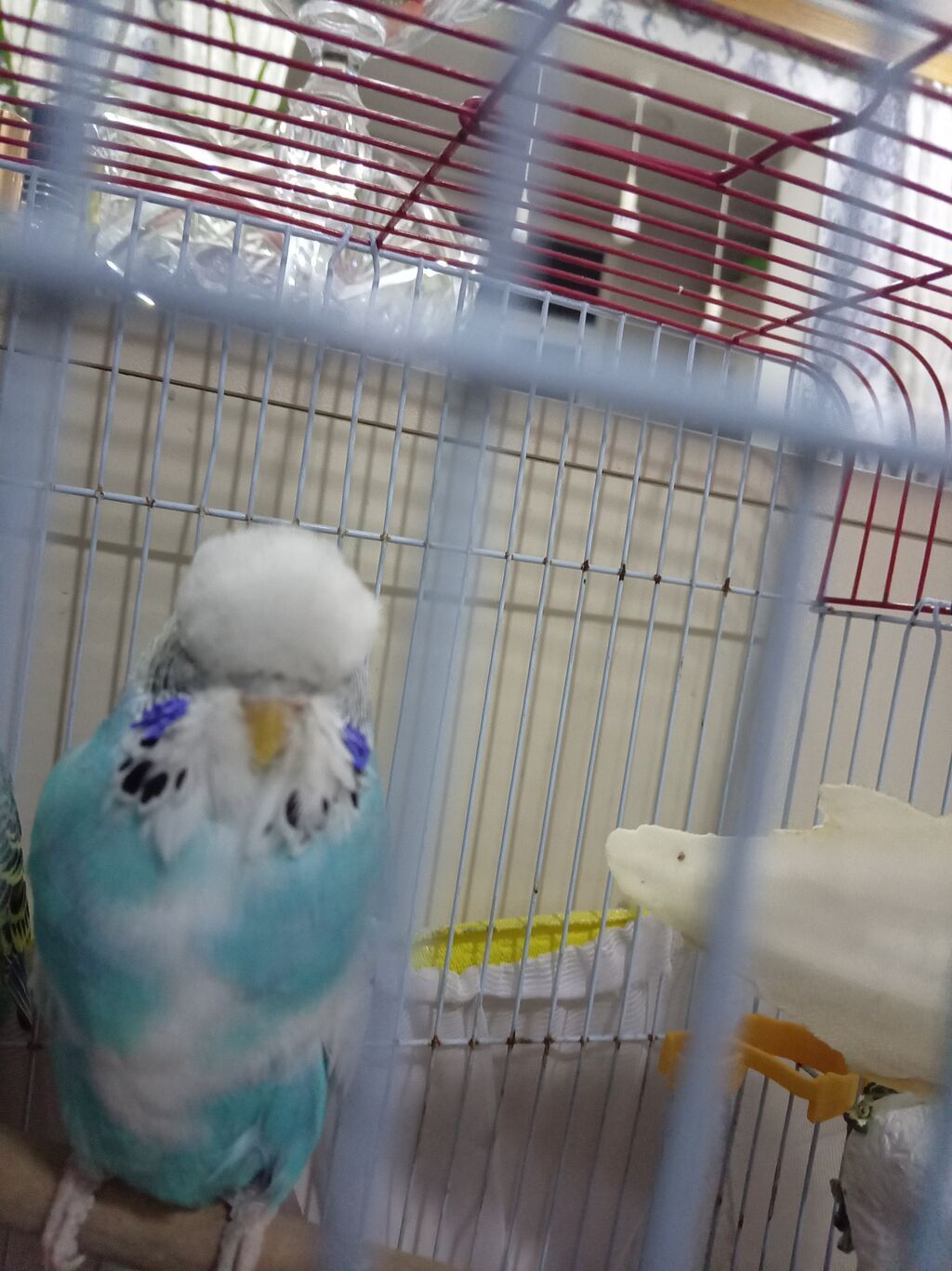 Nəcmi budgerigar (ağ-mavi rəngli, zolaqlı) qəfəs ilə birlikdə — Tutyun papağayı, Bakı (3)