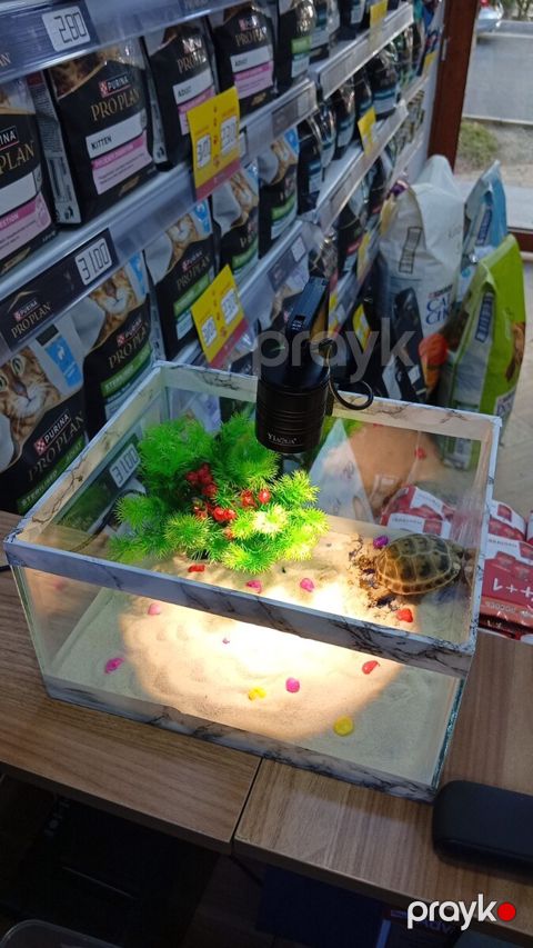 Tisbağa üçün Terrarium — Bakı