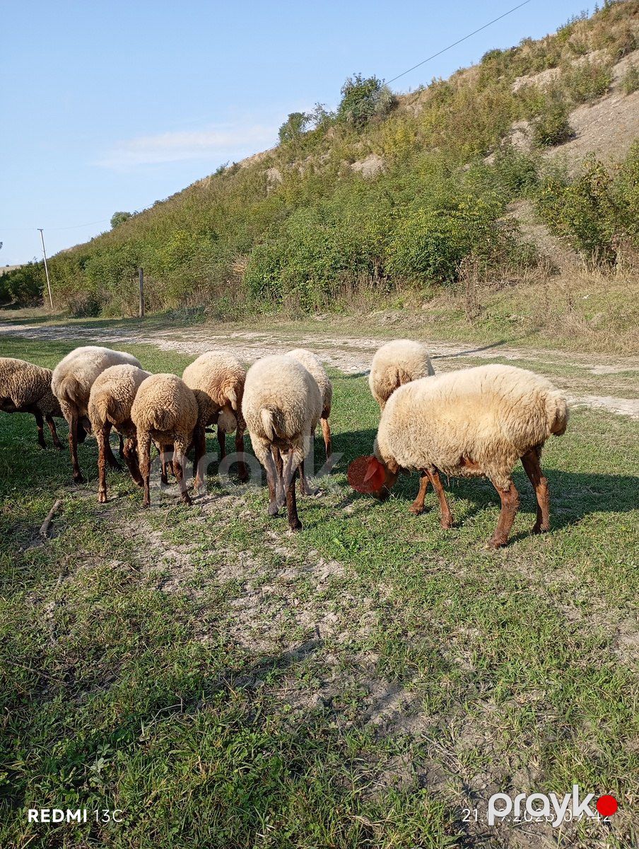 Qoyunlar — Kənd təsərrüfatı heyvanları, Qusar (2)