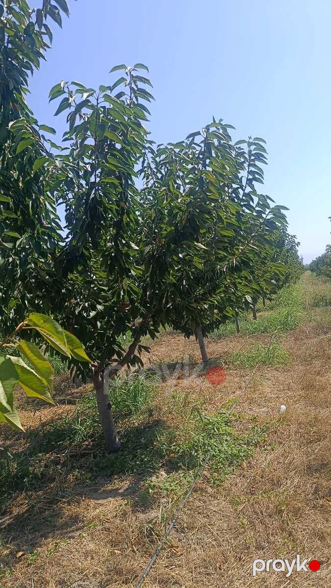 436 sot torpaq sahəsi, Quba r — Torpaq, Quba (8)