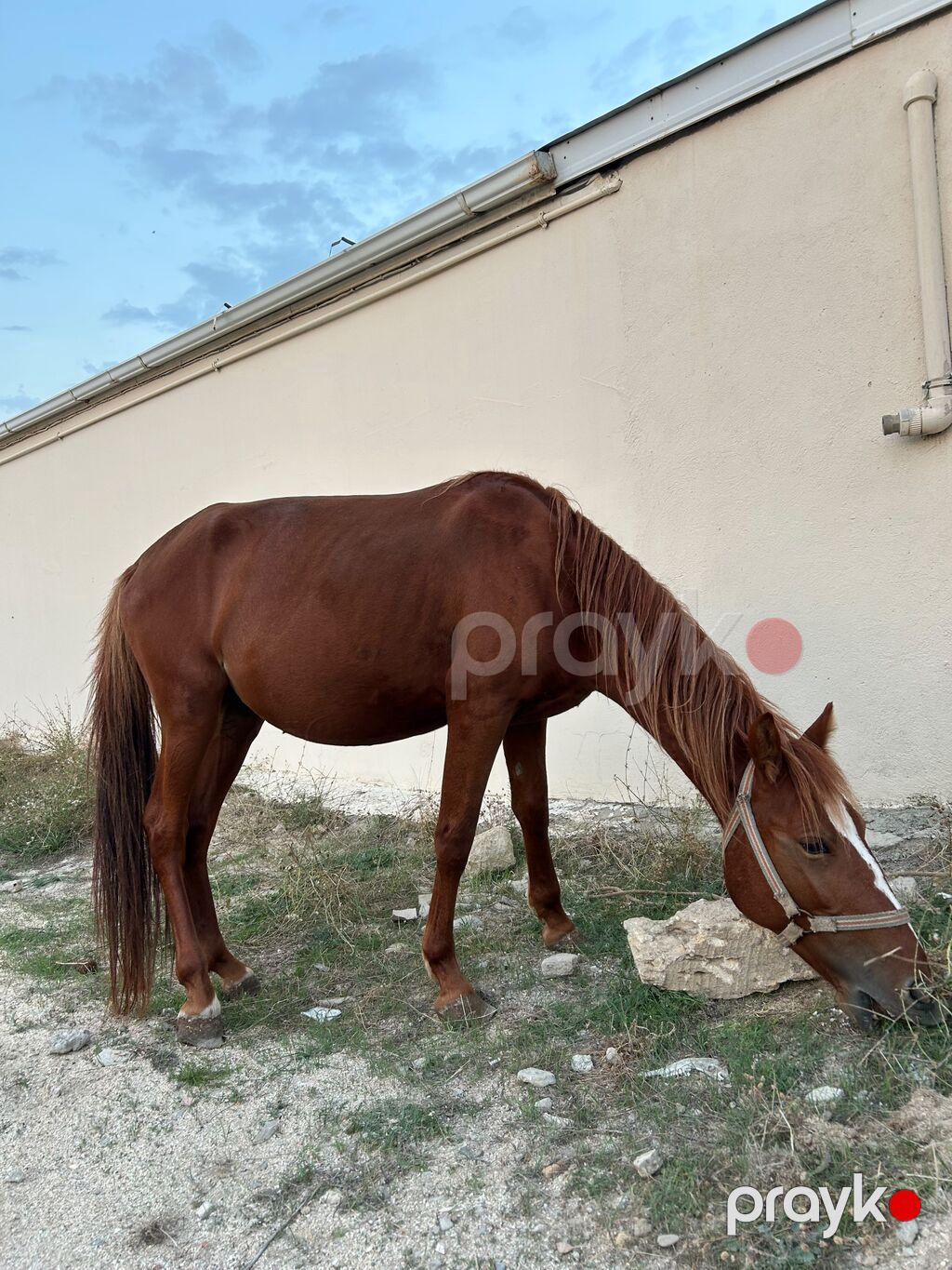 Erkək, Qarabag, il: 2, Rayonlara çatdırılma — Atlar, Fatmayı (6)