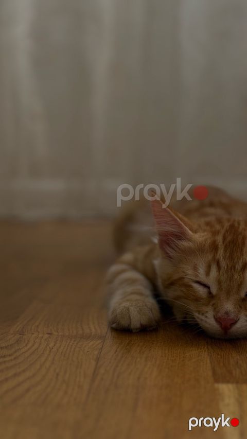 Pişik balası etibarlı əllərə verilir — Bakı