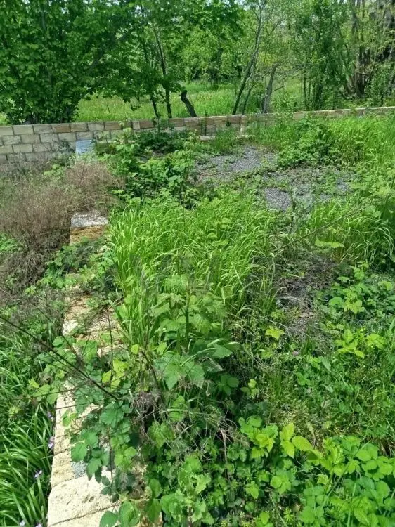 3 sot Torpaq Satılır, Qəbələ — Torpaq, Qəbələ (6)