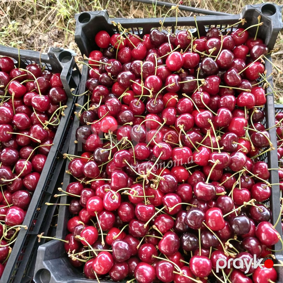 Quba rayonunda 2 hektar 13 sot bag satılır — Torpaq, Quba (11)