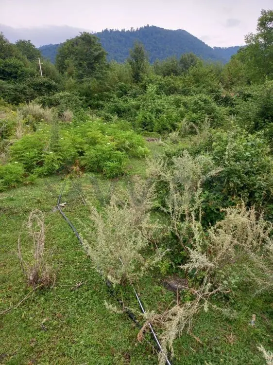 7 sot Torpaq Satılır, Qəbələ — Torpaq, Qəbələ (9)