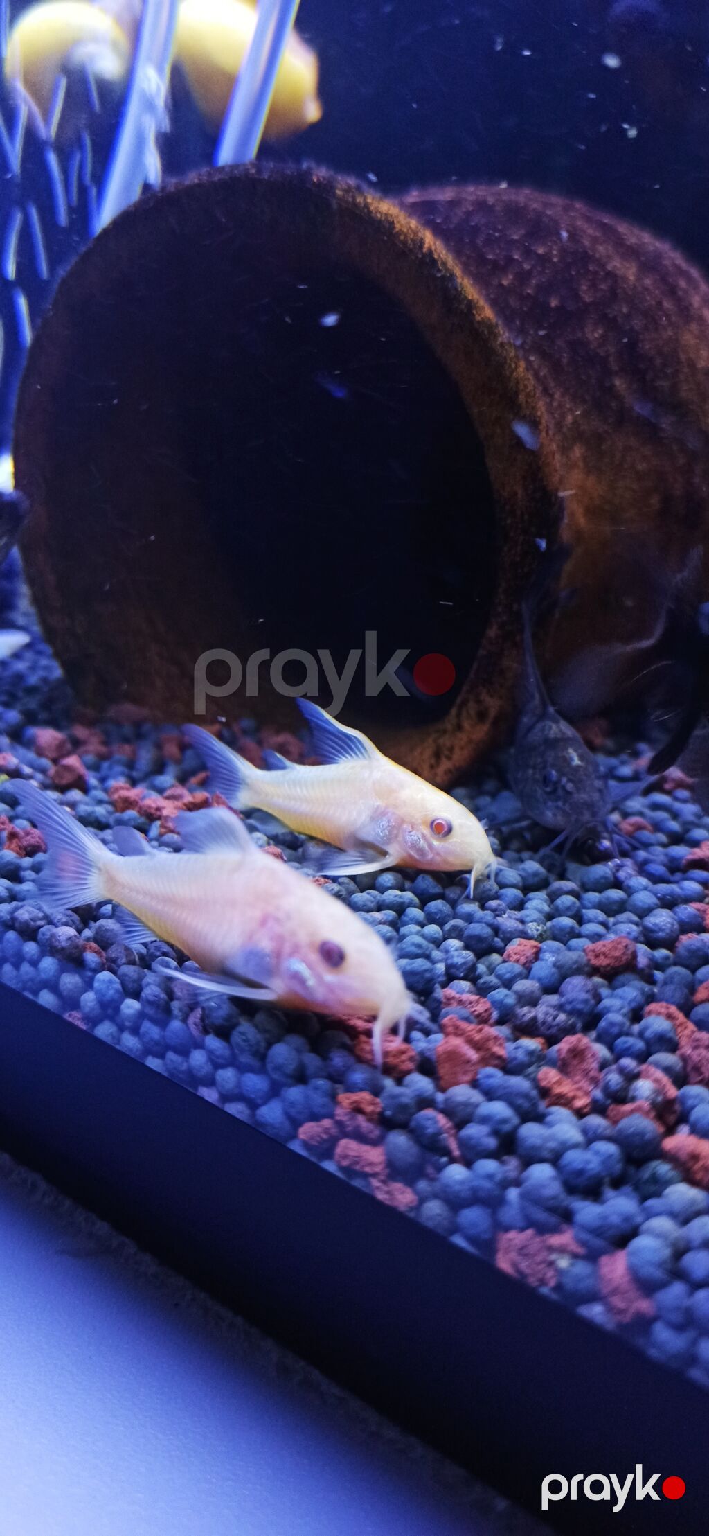Məhsul: Akvarium üçün Corydoras (koridoras) balıqları – albino və — Akvariumlar və balıqlar, Bakı (4)