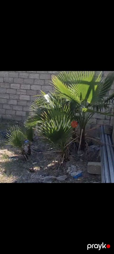 Coxlu sayda palma aqaclari satilir.qiymetde endirim olunacaq Qiymet 50