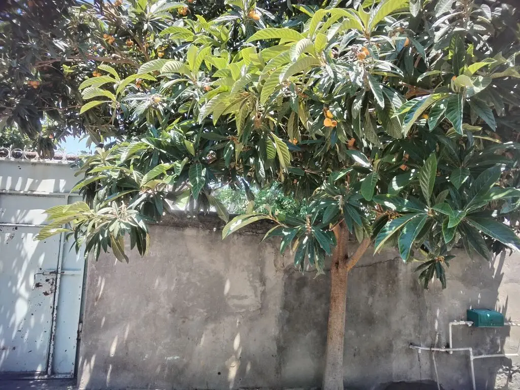 4 otaqlı Həyət evi Satılır, Mingəçevir — Mingəçevir