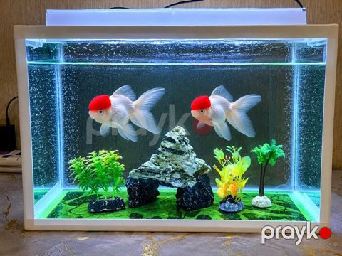 Akvaryum seti – LED işıqlı, filtrasiyalı, üst qapaqlı - Şüşə — Bakı