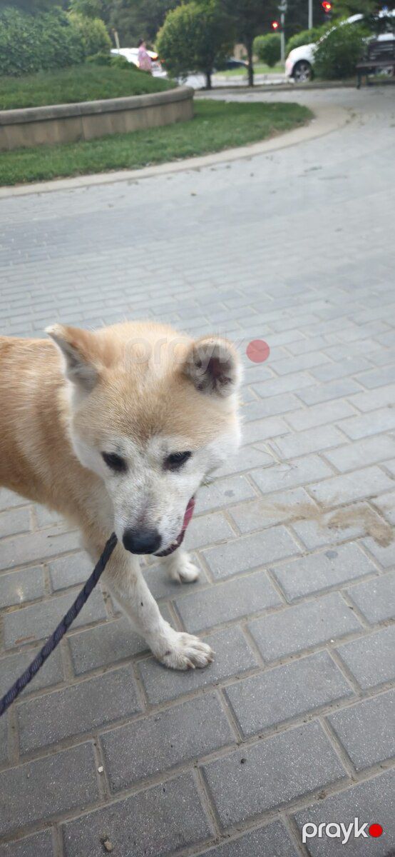 Akita-inu — Köpəklər, Bakı (4)