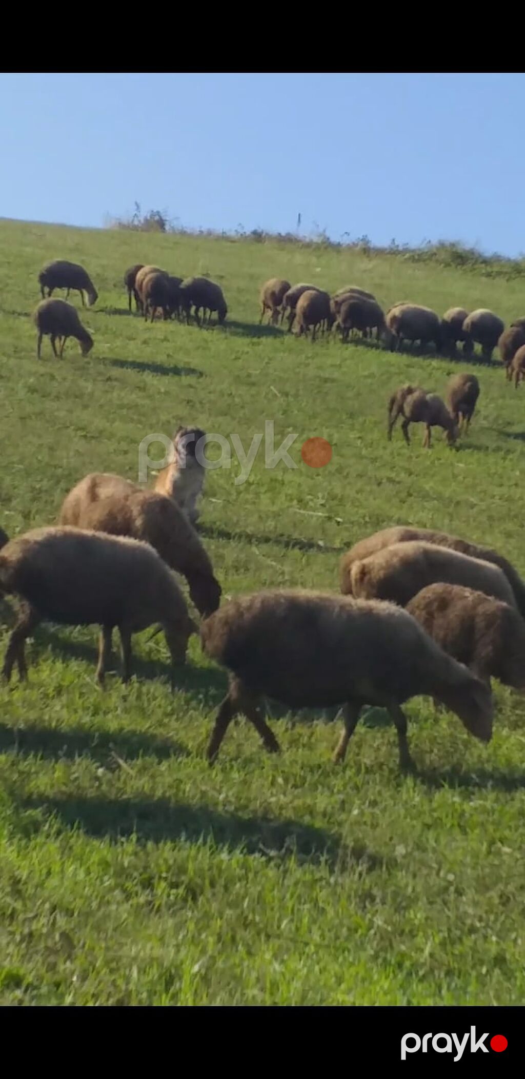 1 il, Dişi — Köpəklər, Qusar (2)