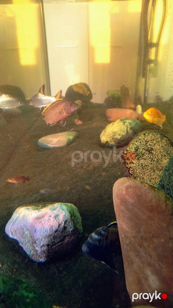 Akvarium — Akvariumlar və balıqlar, Bakı (10)