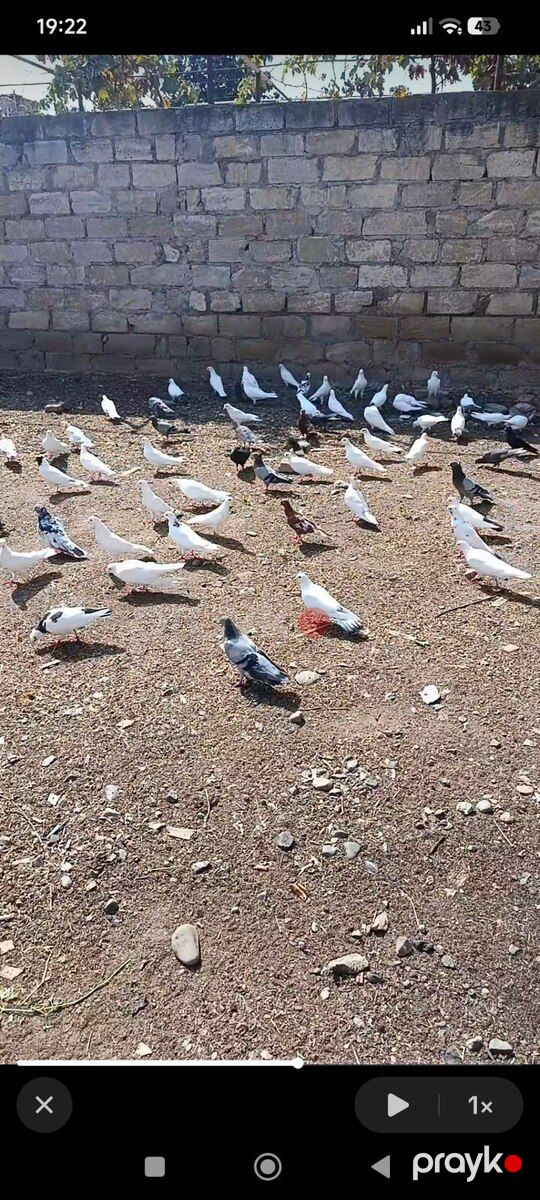 Göyərçinlər — Quşlar, Gəncə (2)
