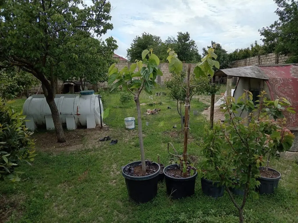 5 sot Torpaq Satılır, Novxanı, Abşeron
