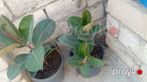 Otaq bitkiləri — Bakı