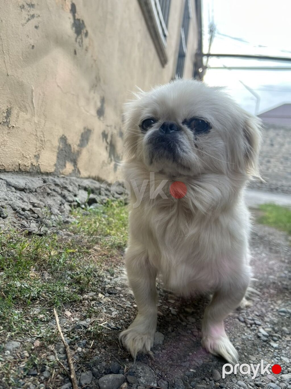 Pekines — Köpəklər, Gəncə (2)