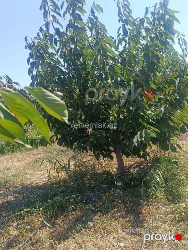 Satılır Torpaq sahəsi, 373 sot, Quba — Torpaq, Quba (2)