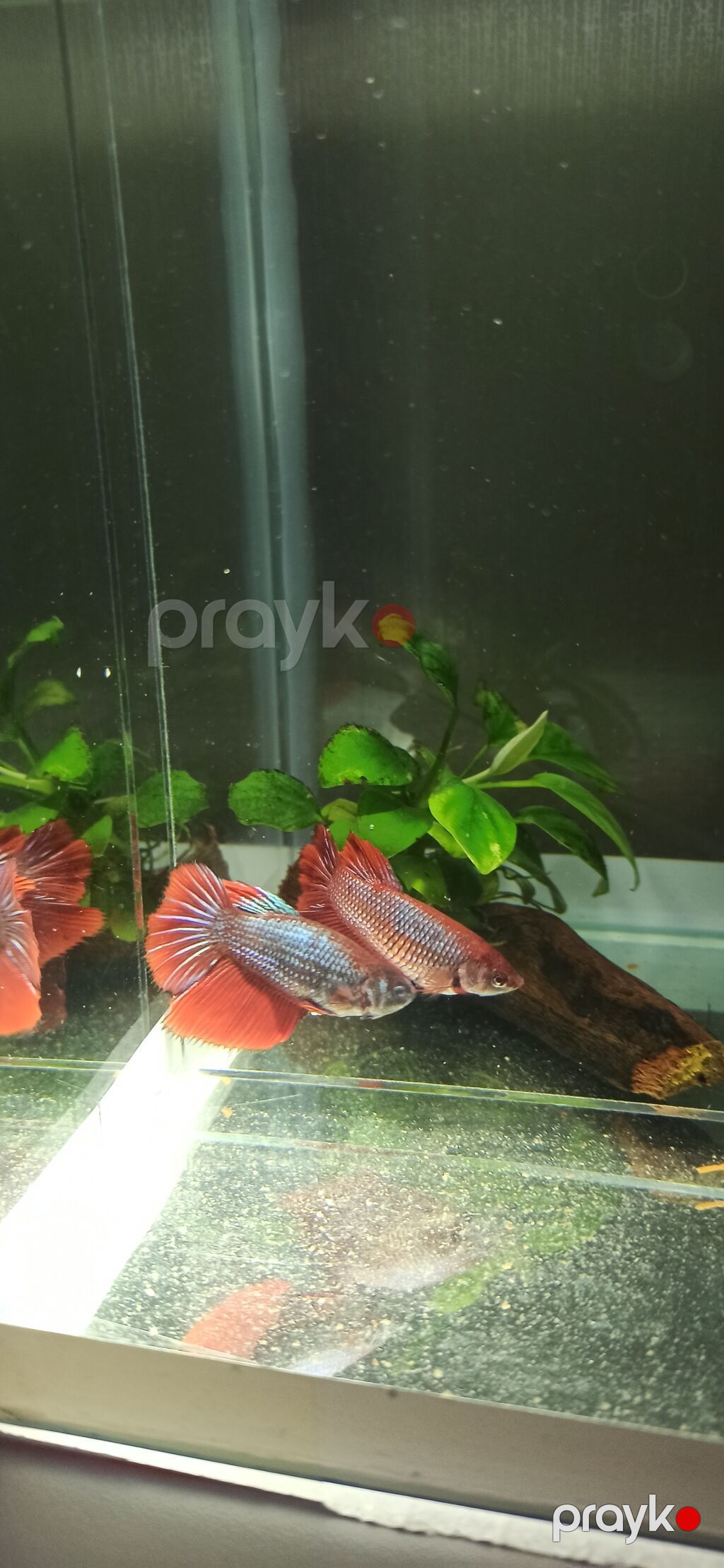 Betta (Petuşok balığı), Sülhsevər — Akvariumlar və balıqlar, Bakı (10)