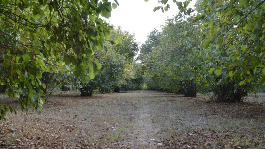 55 sot Torpaq Satılır, Oğuz — Torpaq, Oğuz (2)
