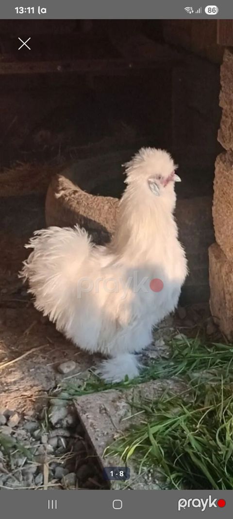 Toyuq, Damazlıq — Masazır