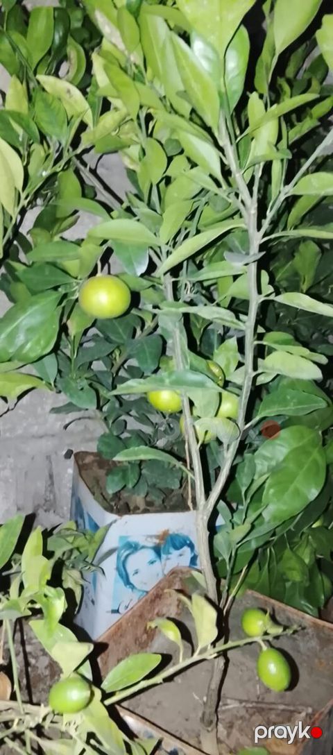 Limon ağacı — Bakı