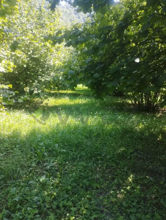 24 sot Torpaq Satılır, Zaqatala — Zaqatala