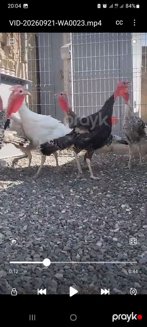 Erkək, Damazlıq — Qobu
