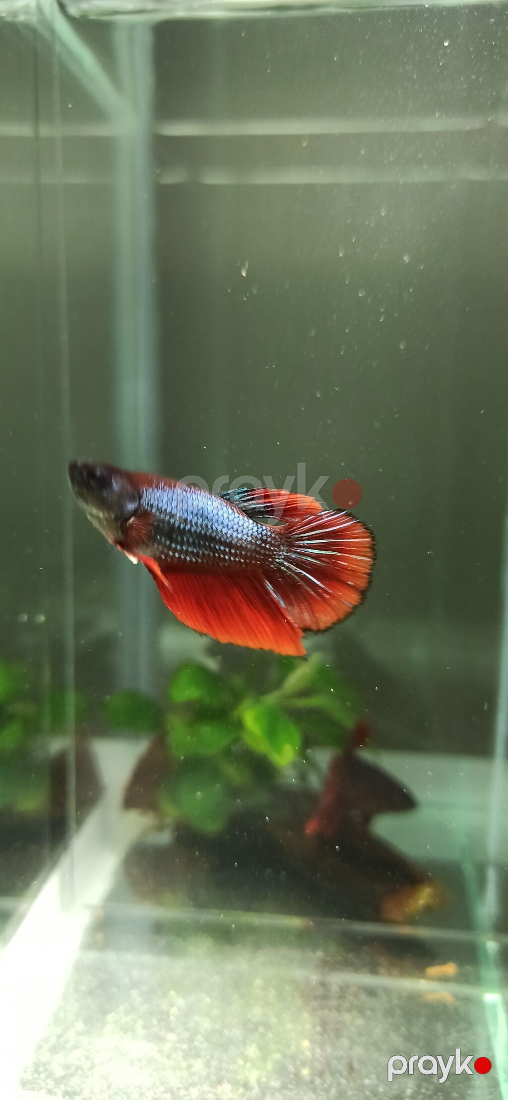 Betta (Petuşok balığı), Sülhsevər — Akvariumlar və balıqlar, Bakı (6)