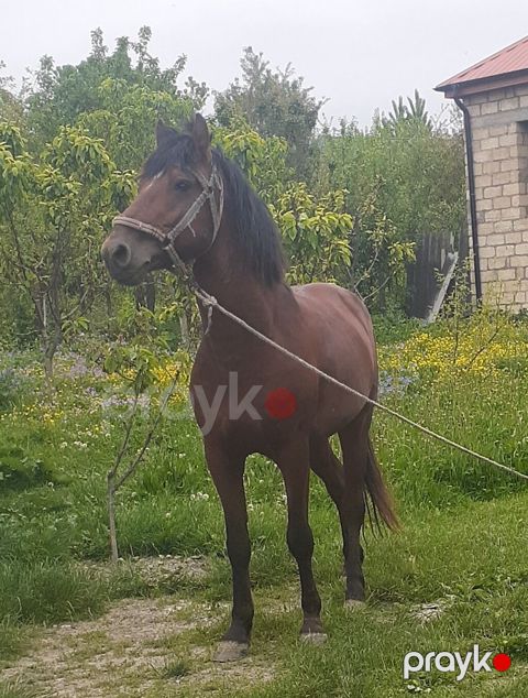 At satılır – qoşa yerişli, qəhvəyi rəngdə, möhkəm quruluşlu minik/iş — Bakı